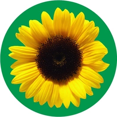 Hidden Disability Sunflower