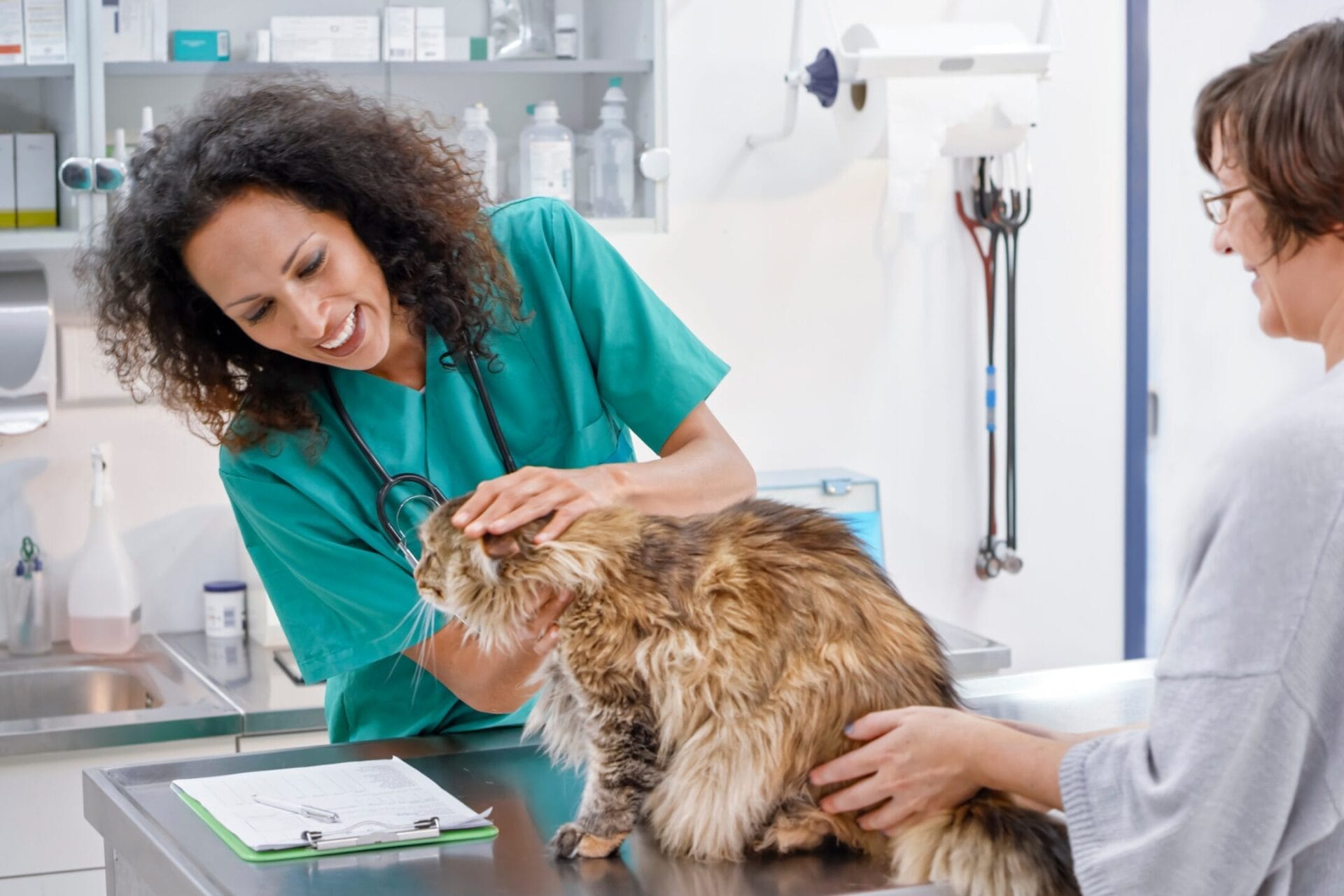 Woman veterinarian treating a cat